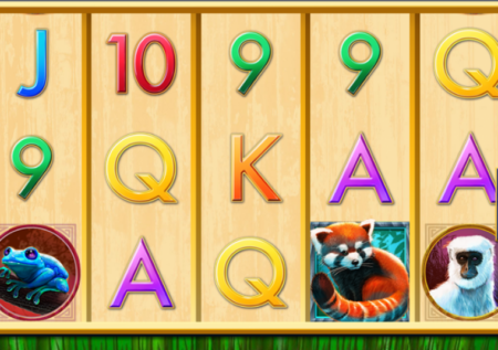 Red Panda Paradise