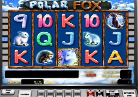 Polar Fox